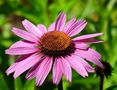 Echinacea de Jose Quiros