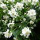 blhender Jasmin