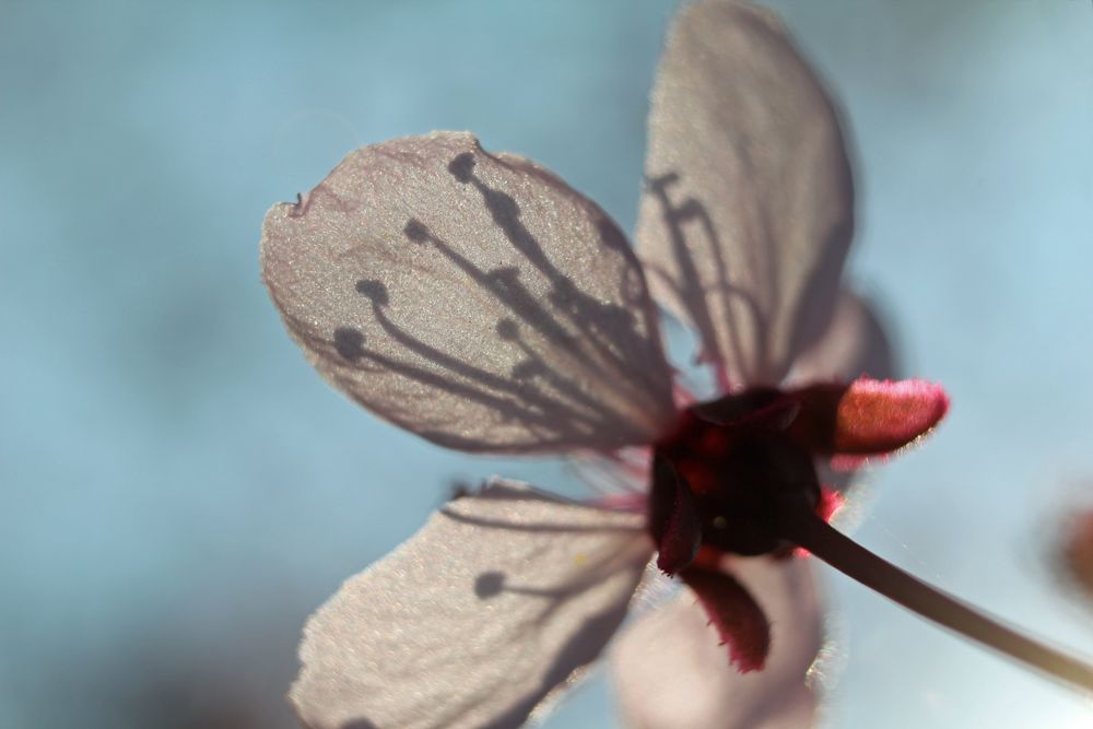 Blütenschatten von Dr. Fotonixe 