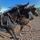 4er Gespann Pferdekutschenfahren in der Koppel