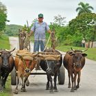 4'er Ochsenkarren in Kuba