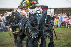 4er Zug Belgier und Percheron - Goldochsenbrauerei Ulm