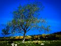 au pied de l'arbre de Renardier christian 