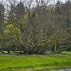 Bume im Kurpark von Bad Bergzabern 