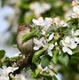 Spatz und Blüte  de HaJaShots