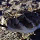 Western diamond-back - Crotalus atrox