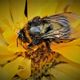Bourdon pollinisateur