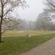 Bume und Wiese mit Nebel