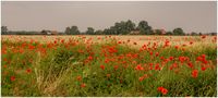 Mohn am Getreidefeld von Reinhard Ahlmeyer