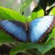 Blauer Morpho