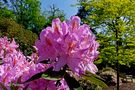 Mittwochsblümchen: Rhododendronblüten ... de Didiworld