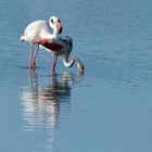 4_Flamingo Yoga