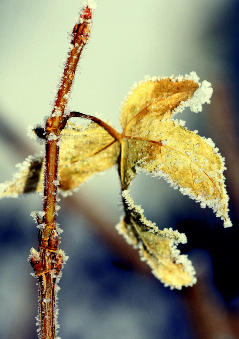 4.Januar 2011- Arschkalt