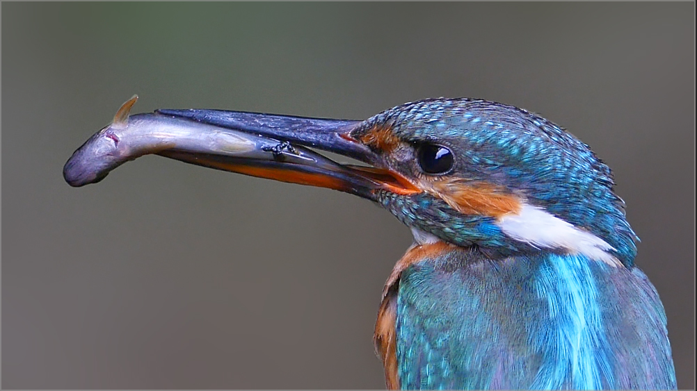 4k Eisvogel Foto Bild Tiere Wildlife Wild Lebende Vogel Bilder Auf Fotocommunity