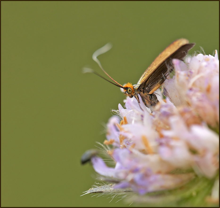 4mm groß