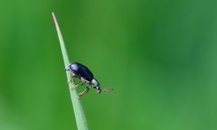 4mm großen Grünkragen-Blattrüssler 