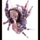 4mm Spinne