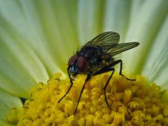 4mm trinken gerade