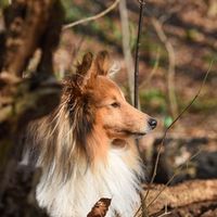 4pfoten Fotografie Schwiontek