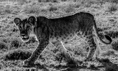 4.....SAMBURU NAT. PARK KENYA