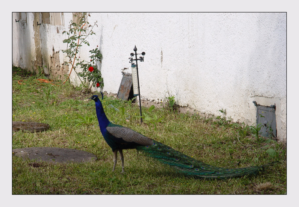 #4..Stilleben mit Pfau...