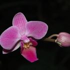 4te Phalaenopsis bearbeitet