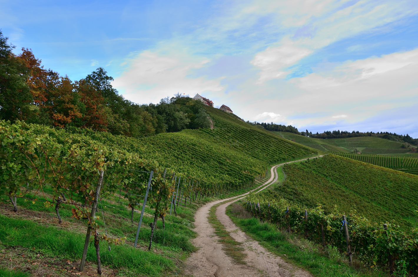 4_Weinberge, Vineyards, Pico del Vino