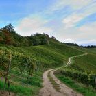 4_Weinberge, Vineyards, Pico del Vino