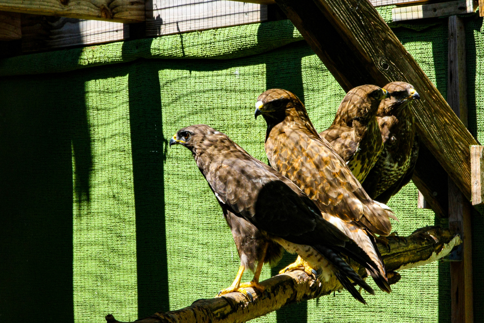 4x Mäusebussard