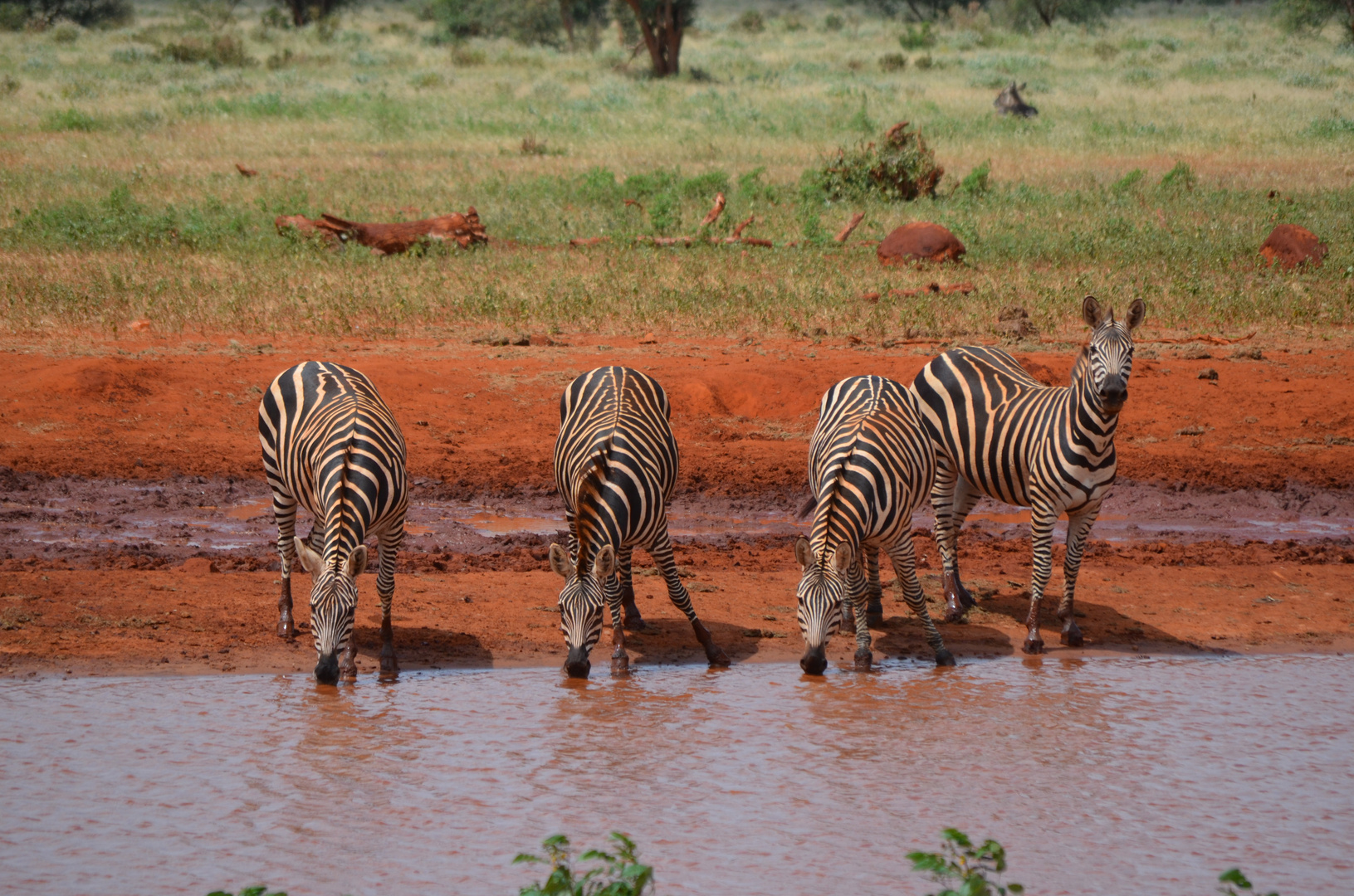 4x Zebra