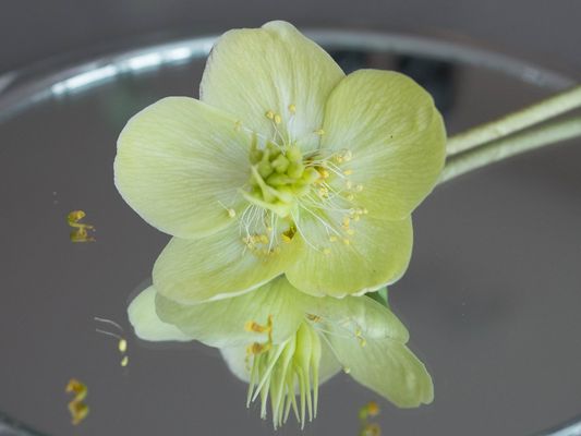 5-52 Überlebenskünstler