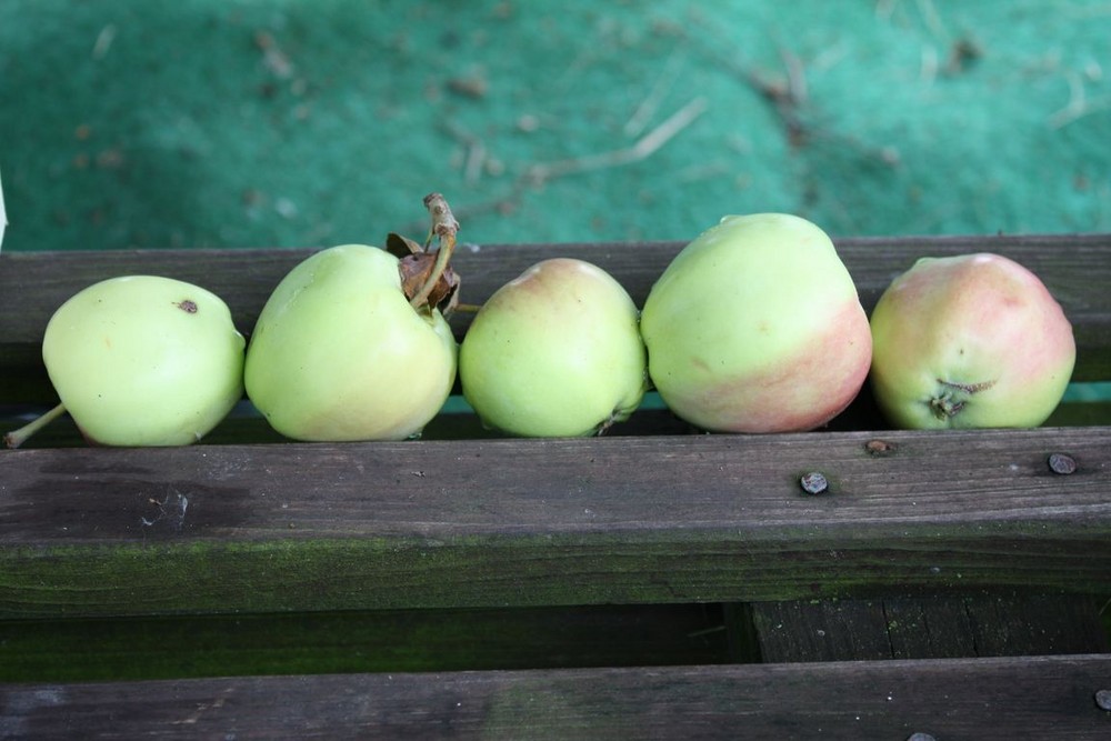 5 Äpfel - ein Hauch der Erntezeit -