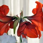 5  Amaryllis-Blüten 