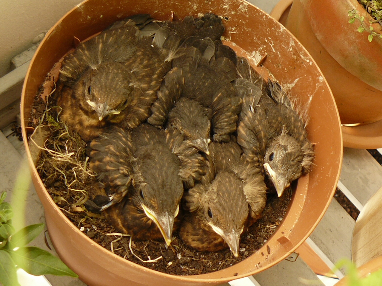 5 Amseljunge im Pflanzentopf / Balkon