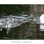 5 an der Zahl und stolz wie Oskar ist Mama Schwan...