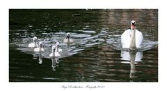 5 an der Zahl und stolz wie Oskar ist Mama Schwan...