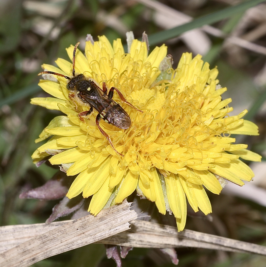 (5) Andrena flavipes, die Gemeine Erdbiene ...