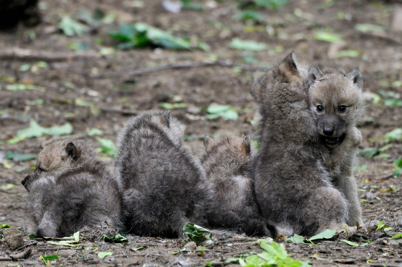 5 Arctic Wolf Cubs