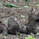 5 Arctic Wolf Cubs