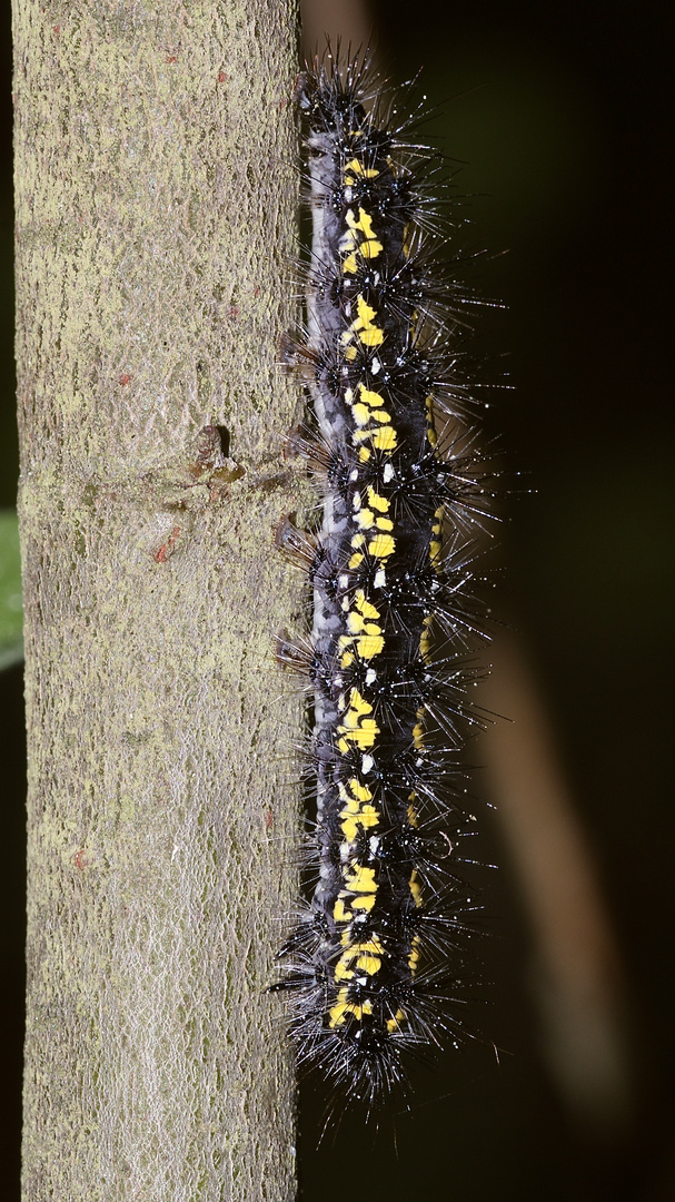 (5) Auch die Raupe des SCHÖNBÄRs (CALLIMORPHA DOMINULA) ...