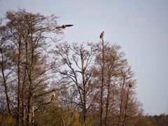 5 auf einem Streich!