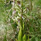 (5) Auflösung des letzten Wochenendrätsels: Die BOCKS-RIEMENZUNGE (HIMANTOGLOSSUM HIRCINUM))