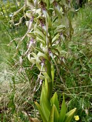 (5) Auflösung des letzten Wochenendrätsels: Die BOCKS-RIEMENZUNGE (HIMANTOGLOSSUM HIRCINUM))