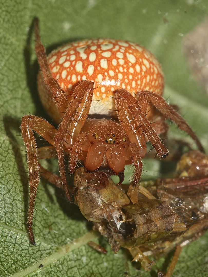 (5) Auflösung des letzten Wochenendrätsels I: SUMPFKREUZSPINNE, ARANEUS ALSINE