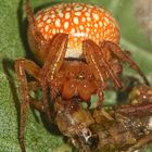 (5) Auflösung des letzten Wochenendrätsels I: SUMPFKREUZSPINNE, ARANEUS ALSINE