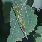 (5) Auflösung Donnerstagsrätsel von gestern: Raupe des Großen Gabelschwanzes ...