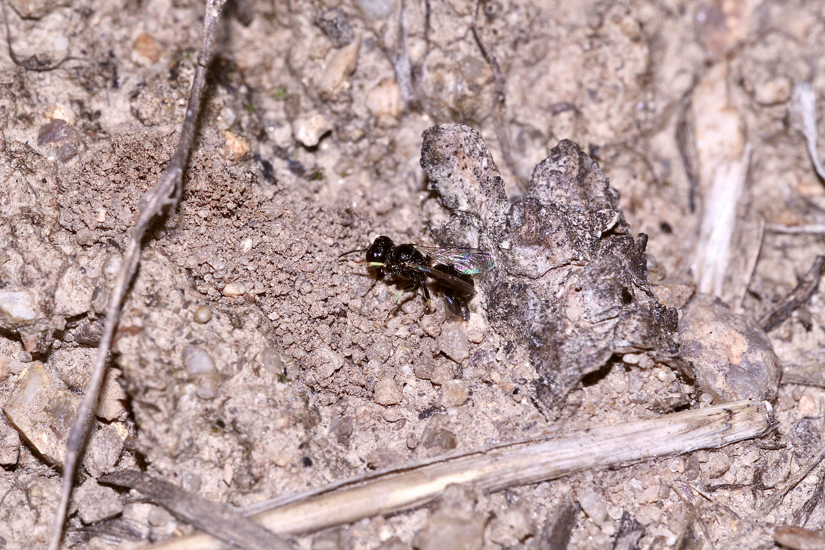 (5) "Beifang" aus der Wildbienenkolonie in Neukappl/Opf., Sommer 2019