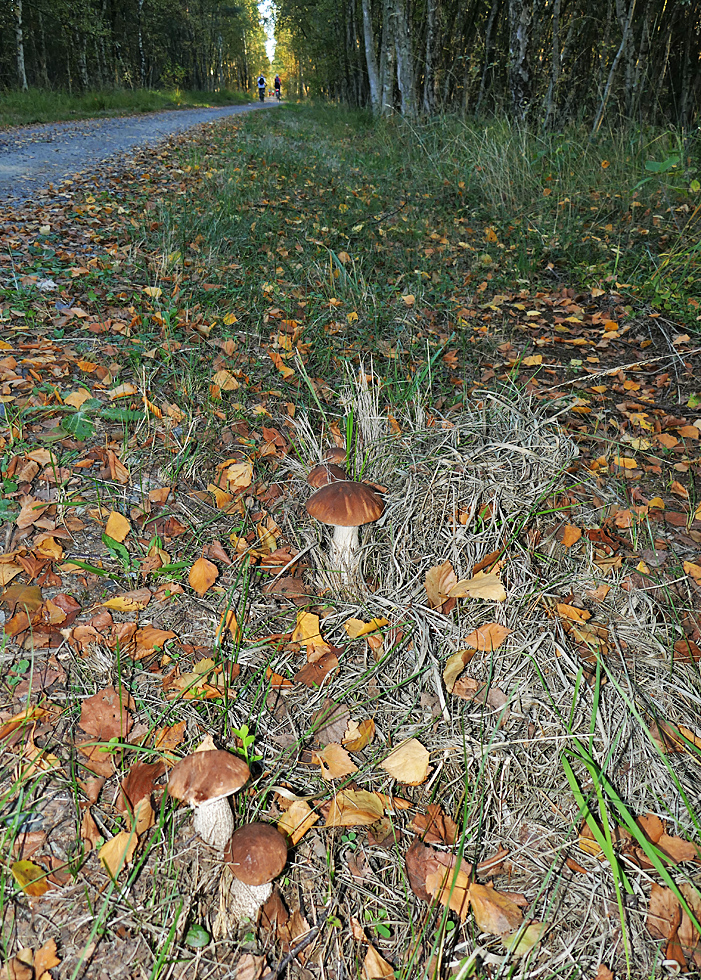 5 Birkenpilze am Moorradweg