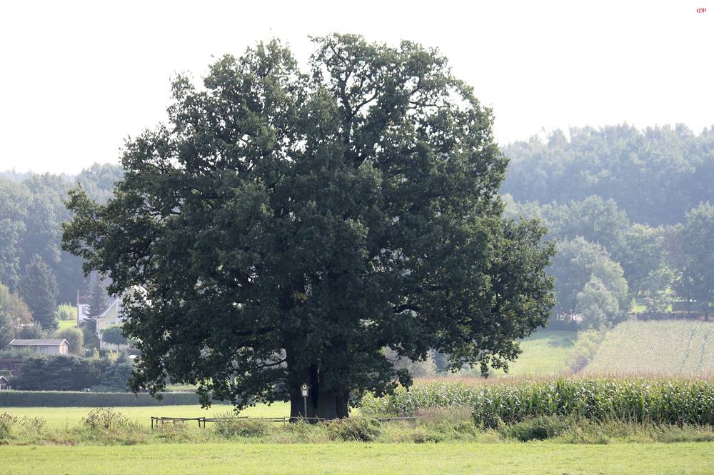 5 Brüder Eichen Foto & Bild | pflanzen, pilze & flechten, bäume ...