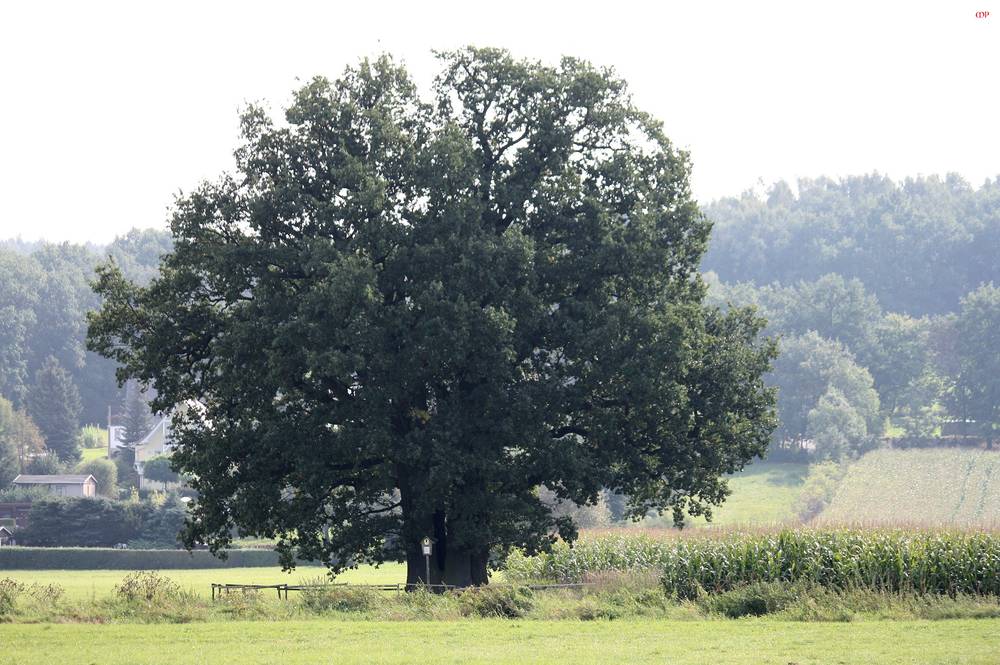 5 Brüder Eichen